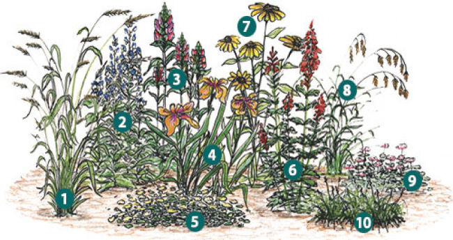 Plants for shade garden
